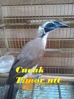 Koak Raja/ Cucak Timor NTT