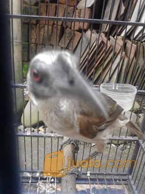 Koak Raja/ Cucak Timor NTT