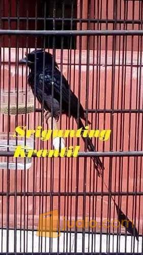 Srigunting Batu/ krantil