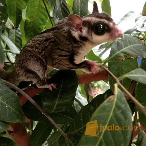 Sugar Glider plus kandang besar