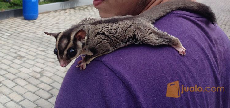 Sugar Glider plus kandang besar