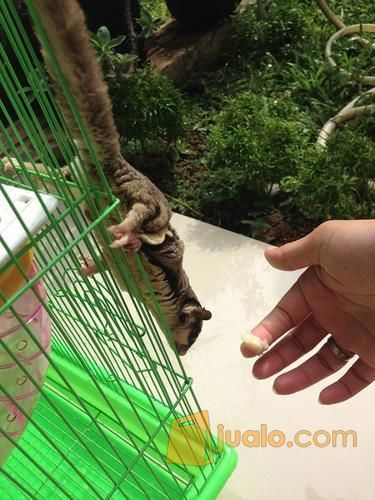 Sugar Glider plus kandang besar
