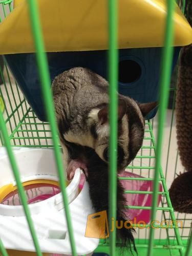 Sugar Glider plus kandang besar