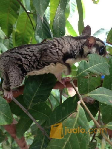 Sugar Glider plus kandang besar