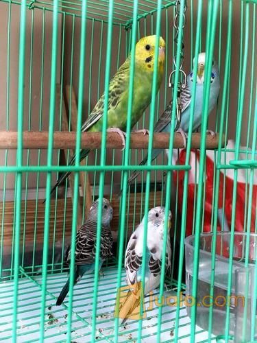 Burung Parkit Warna Warni