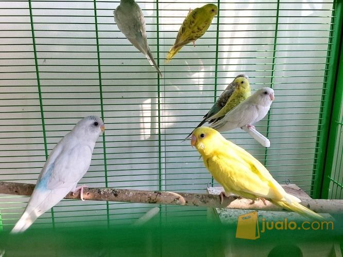 Burung Parkit Warna Warni