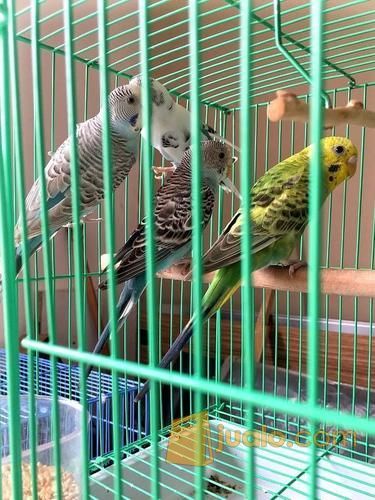 Burung Parkit Warna Warni