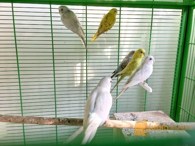 Burung Parkit Warna Warni