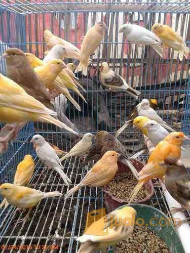 Kenari anakan loperan dan anakan af