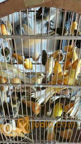 Kenari anakan loperan dan anakan af