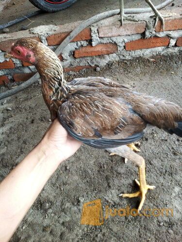 ayam birma original babon tembean.