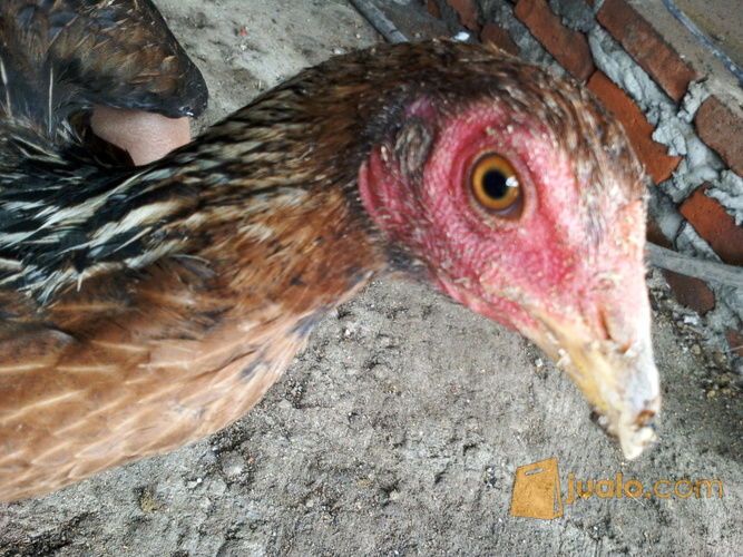 ayam birma original babon tembean.