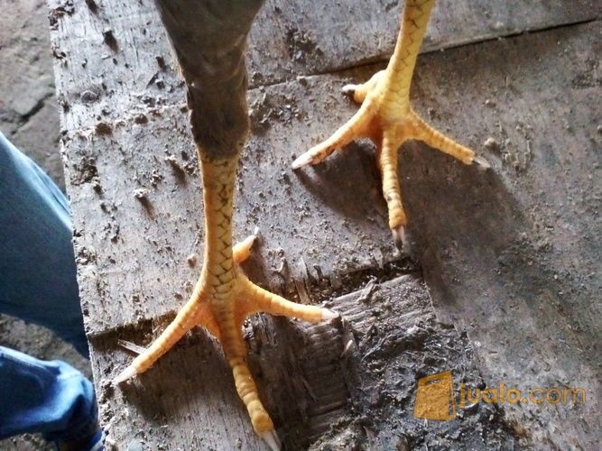 ayam birma original babon tembean.