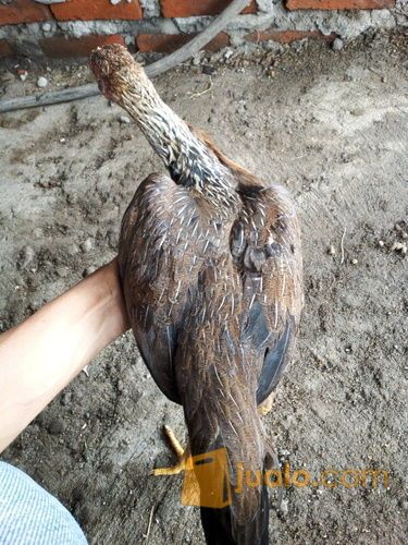 ayam birma original babon tembean.