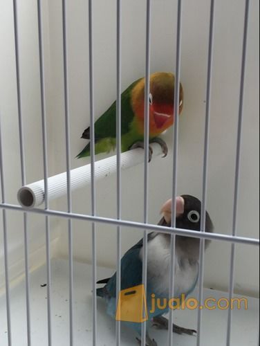 Burung Lovebird Sepasang RESMI - Hijau Josan dan Biru Mangsi