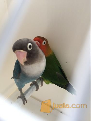 Burung Lovebird Sepasang RESMI - Hijau Josan dan Biru Mangsi