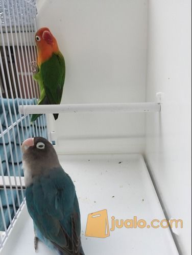 Burung Lovebird Sepasang RESMI - Hijau Josan dan Biru Mangsi