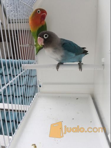 Burung Lovebird Sepasang RESMI - Hijau Josan dan Biru Mangsi