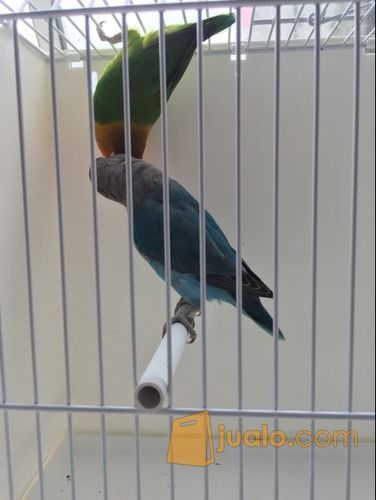 Burung Lovebird Sepasang RESMI - Hijau Josan dan Biru Mangsi