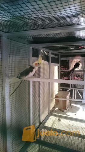 Burung Falk (parkit Australia)