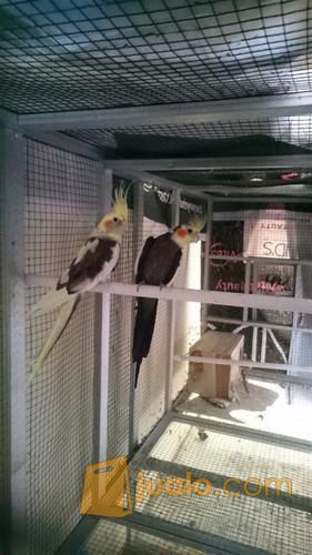 Burung Falk (parkit Australia)