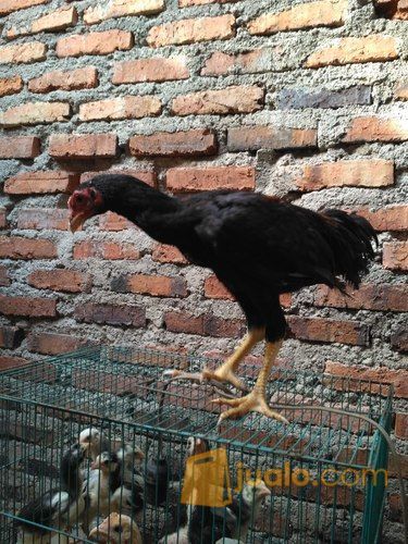 ayam bangkok usia 3,5 bulan