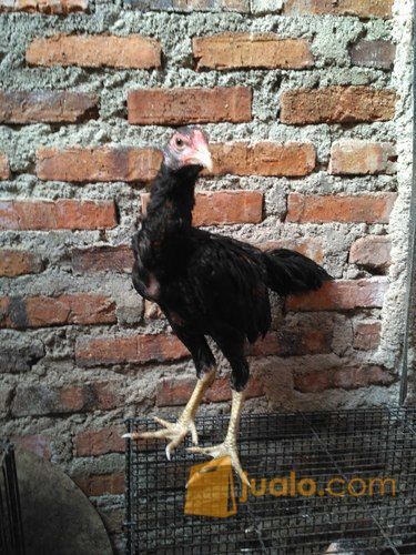 ayam bangkok usia 3,5 bulan