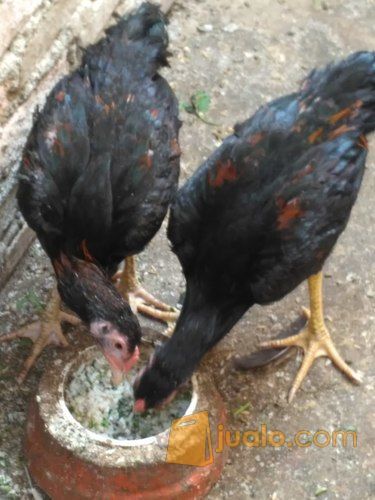 ayam bangkok usia 3,5 bulan
