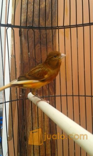 kenari rutgal rajin ngoceh fullset