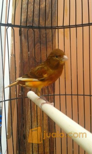 kenari rutgal rajin ngoceh fullset