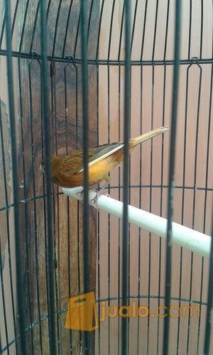 kenari rutgal rajin ngoceh fullset