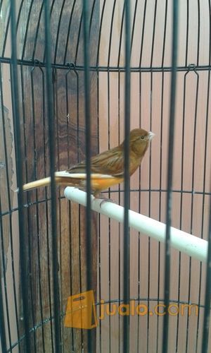 kenari rutgal rajin ngoceh fullset