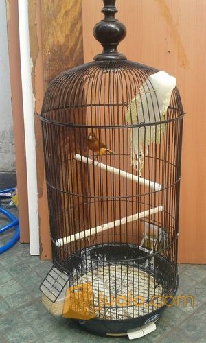 kenari rutgal rajin ngoceh fullset