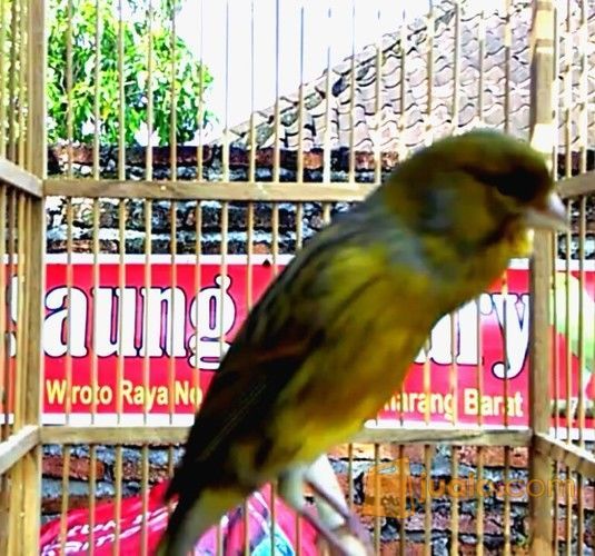 Kenari Af big bocor dorr 25 detik