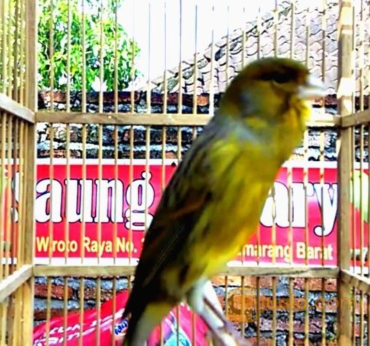 Kenari Af big bocor dorr 25 detik