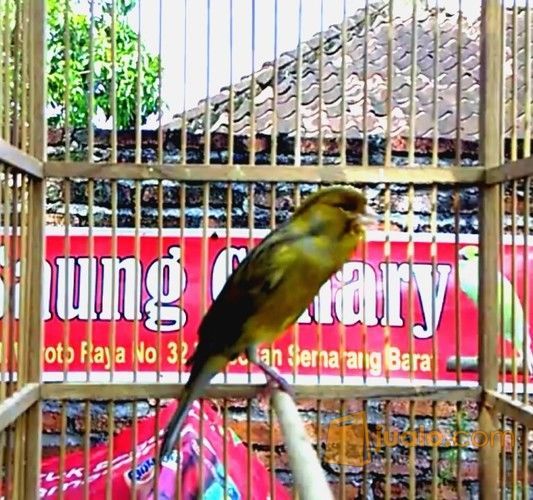 Kenari Af big bocor dorr 25 detik