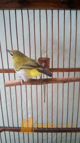 pleci Buxtoni semi bukpar ( fullset )