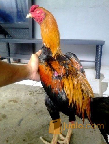 Ayam Bangkok Wiring Kuning