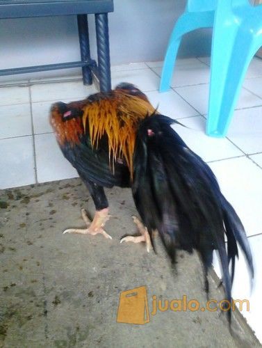 Ayam Bangkok Wiring Kuning