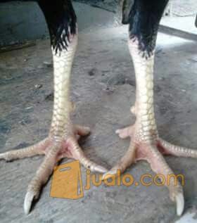 Ayam Bangkok Wiring Kuning