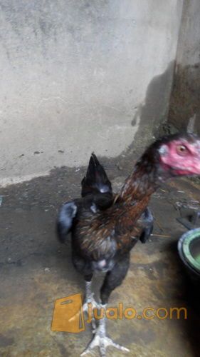 Babon birkok telur hijau/ biru, umur 9 bulan, bekasi timur