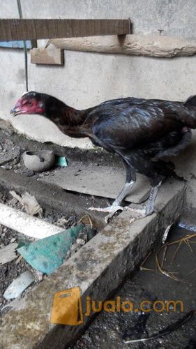 Babon birkok telur hijau/ biru, umur 9 bulan, bekasi timur