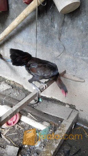 Babon birkok telur hijau/ biru, umur 9 bulan, bekasi timur