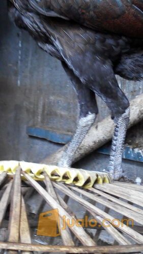 Babon birkok telur hijau/ biru, umur 9 bulan, bekasi timur