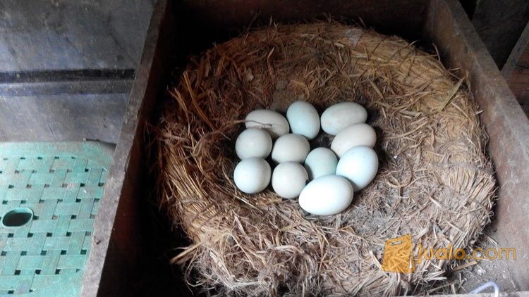 Babon birkok telur hijau/ biru, umur 9 bulan, bekasi timur