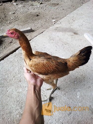 ayam birma biang original