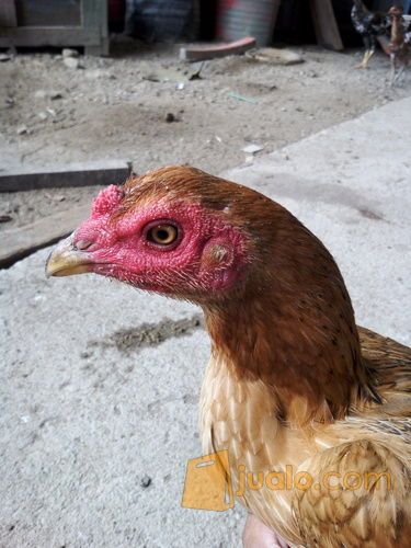 ayam birma biang original