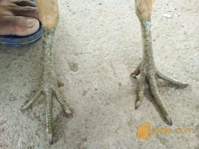 ayam birma biang original