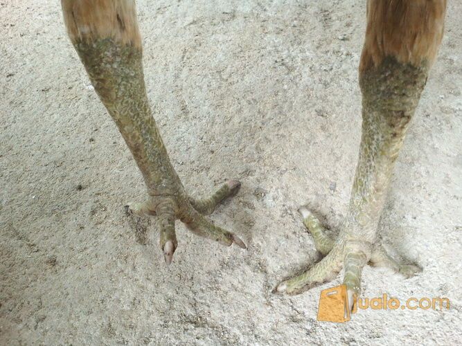 ayam birma biang original