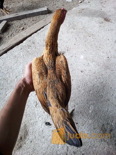 ayam birma biang original